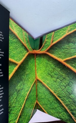 Rainforest: A Photographic Journey